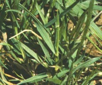 Tall Fescue